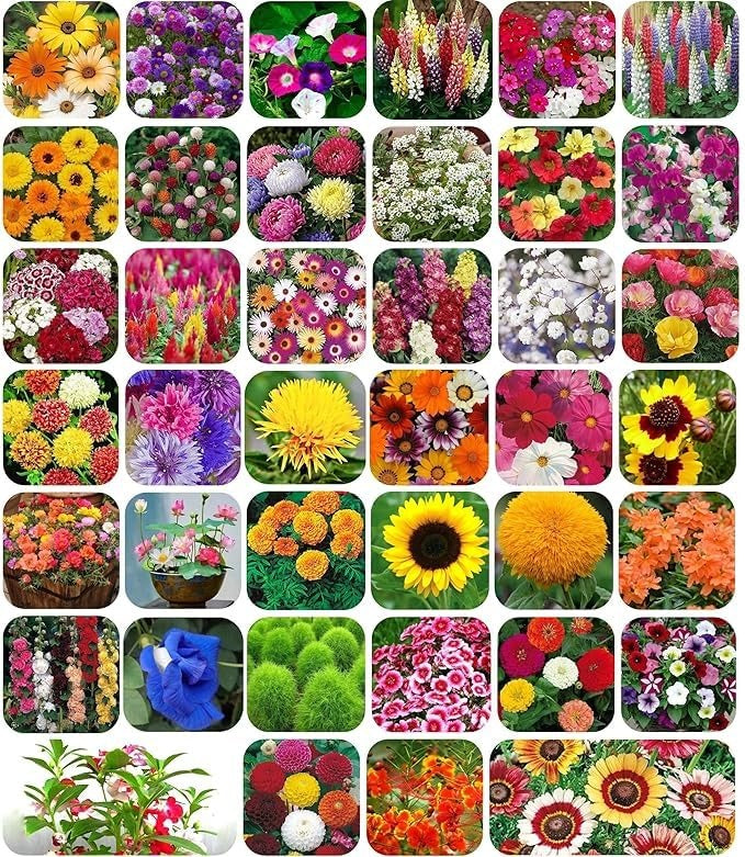 Zenycart 100 Mix Flower Seeds And Plant Growth pack of 1