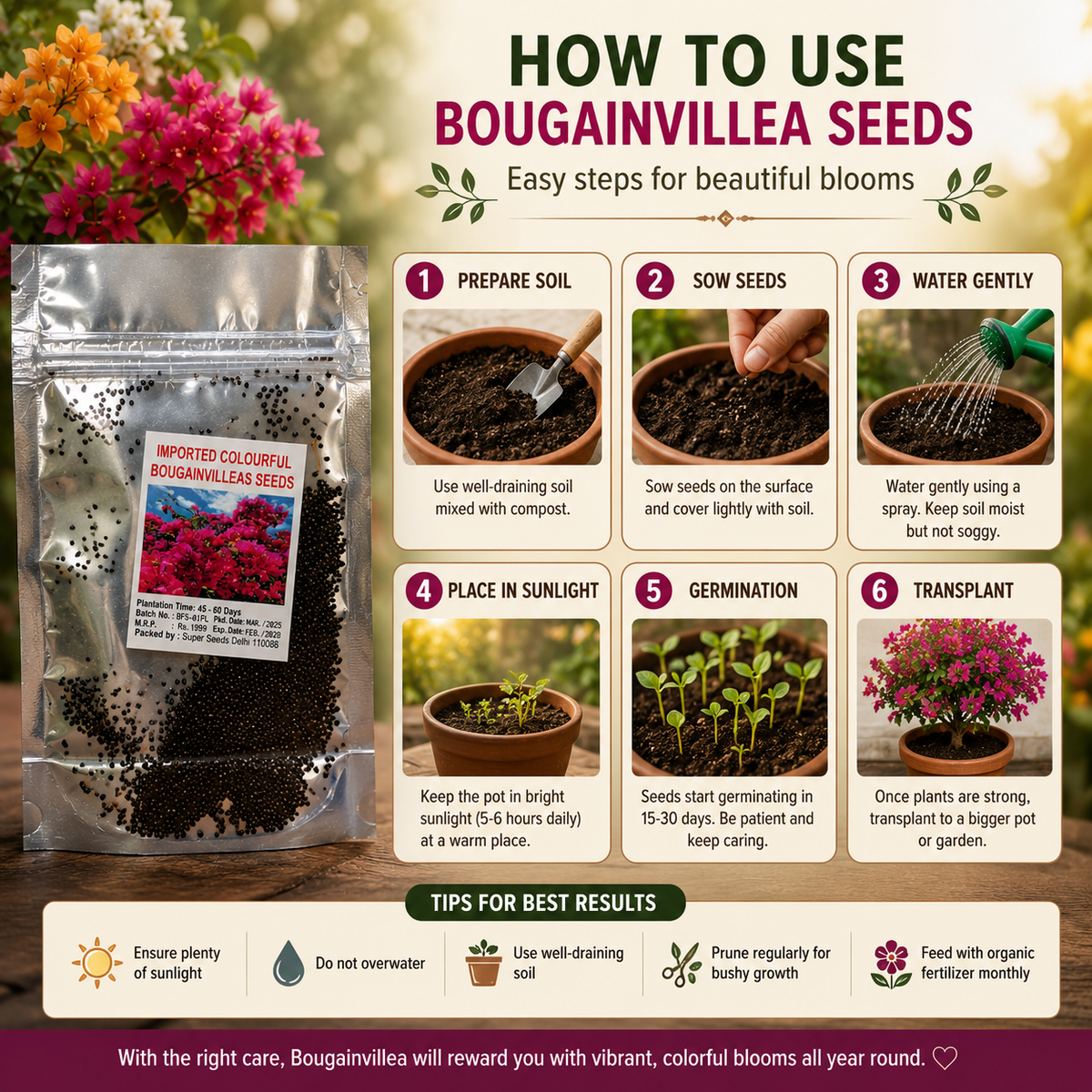 Mix Colour Bougainvillea Flower Seeds For Home Garden Pack of 1