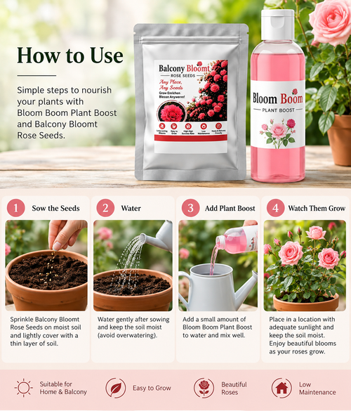 Balcony Bloom Rose Seeds and Plant booster Pack Of 1