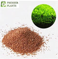 Aquarium Grass Seeds pack of 2