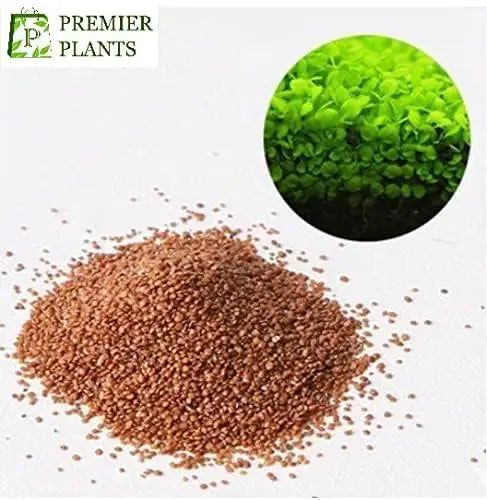 Aquarium Grass Seeds pack of 2
