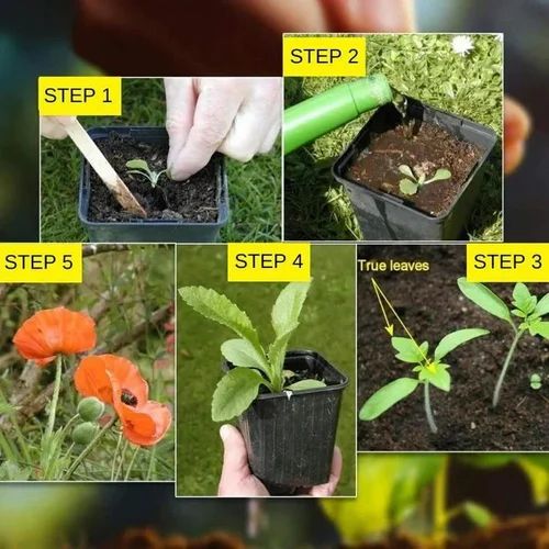 Zenycart 150 Variety Of Organic Flower Seeds And  Plant Growth Free Pack Of 1