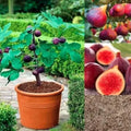 Fig Tree Seeds pack of 2