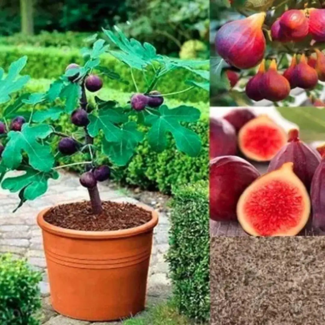 Fig Tree Seeds pack of 2