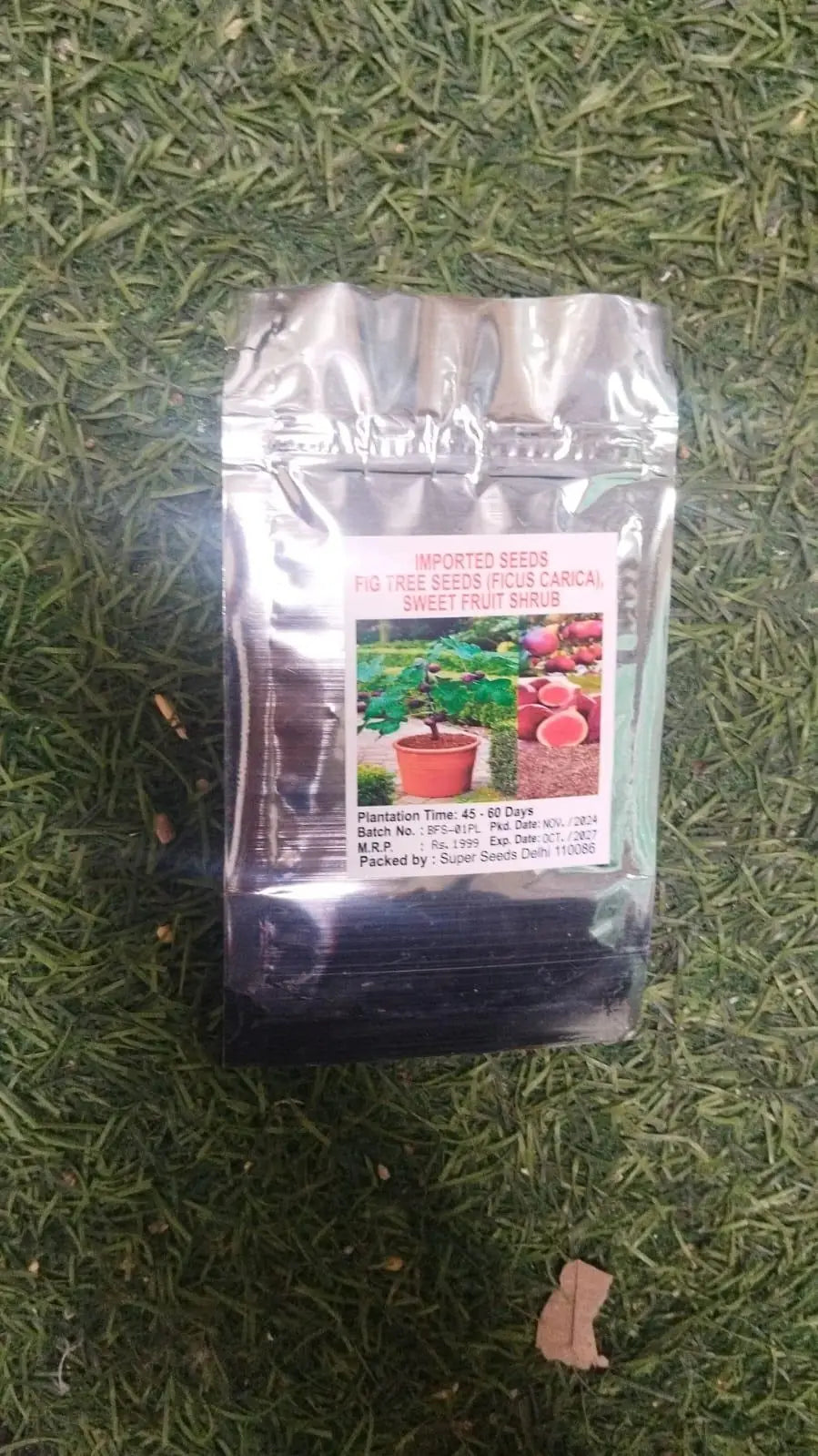 Fig Tree Seeds pack of 2