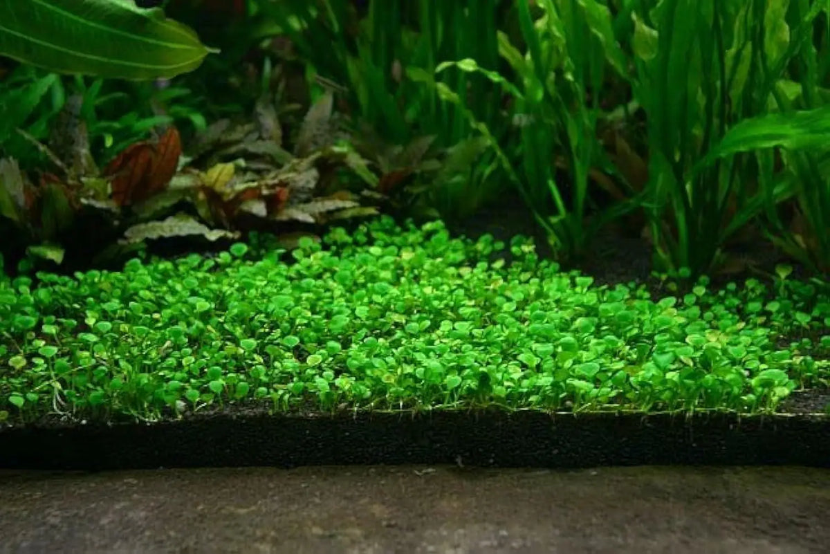 Aquarium Grass Seeds pack of 2