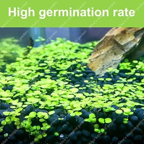 Aquarium Grass Seeds pack of 2