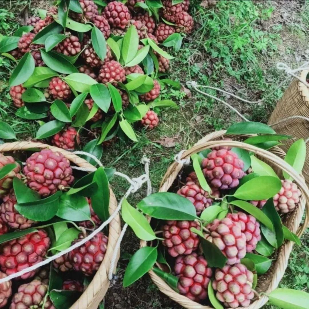 Devil Fruit Seeds PACK OF 2