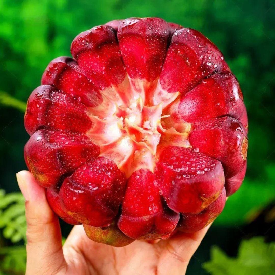 Devil Fruit Seeds PACK OF 2