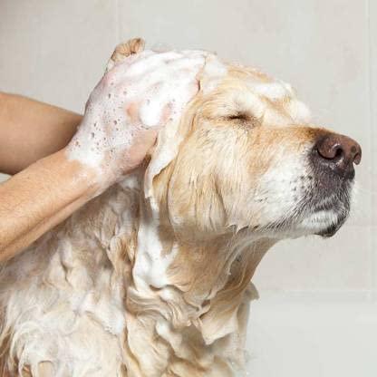 Anti-Itch Dog Shampoo PACK2