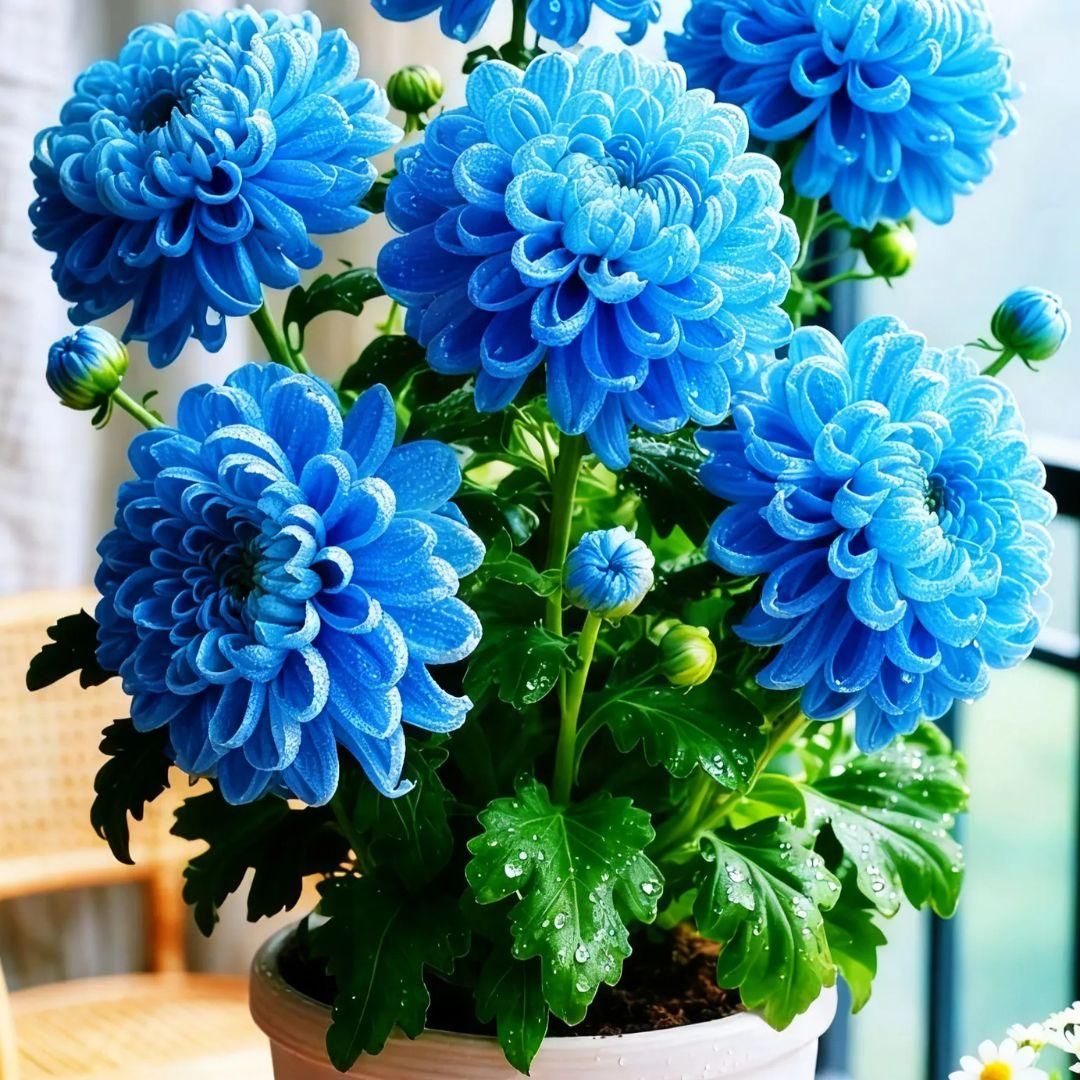 Double-Petal Chrysanthemums Seeds and 100 grams Organic Pot Mix PACK 2
