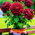 Double-Petal Chrysanthemums Seeds and 100 grams Organic Pot Mix PACK 2