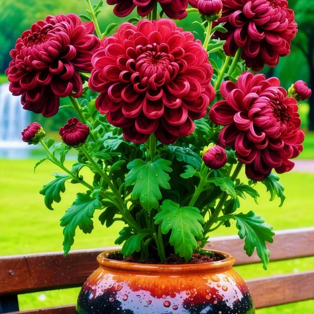 Double-Petal Chrysanthemums Seeds and 100 grams Organic Pot Mix PACK 2