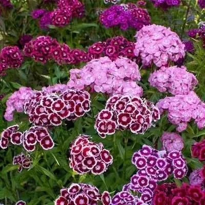 Dianthus Seeds (Free Pot Mixture 100 gm) PACK OF 2