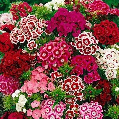 Dianthus Seeds (Free Pot Mixture 100 gm) PACK OF 2