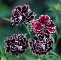 Dianthus Seeds (Free Pot Mixture 100 gm) PACK OF 2
