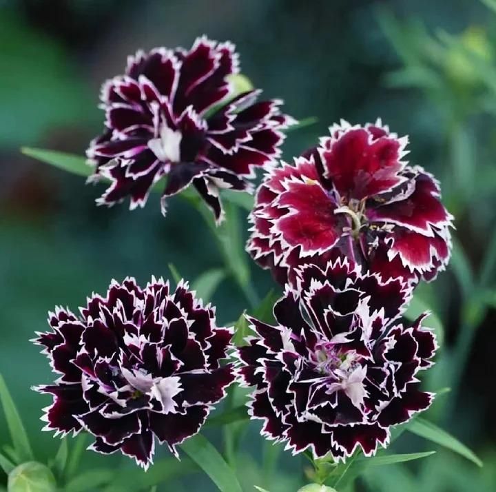 Dianthus Seeds (Free Pot Mixture 100 gm) PACK OF 2