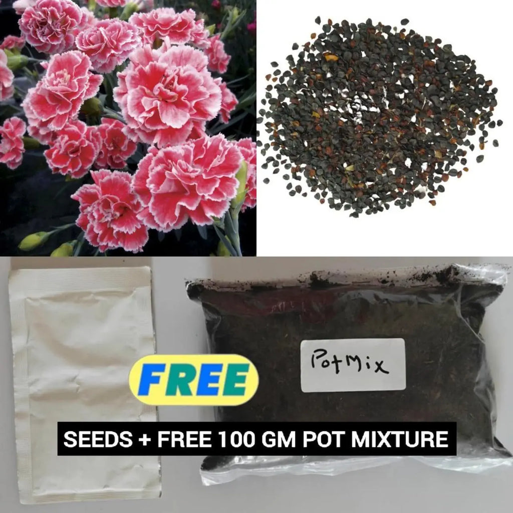 Dianthus Seeds (Free Pot Mixture 100 gm) PACK OF 2
