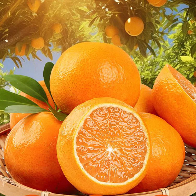 Imported Jelly Orange Seeds Pack Of 2