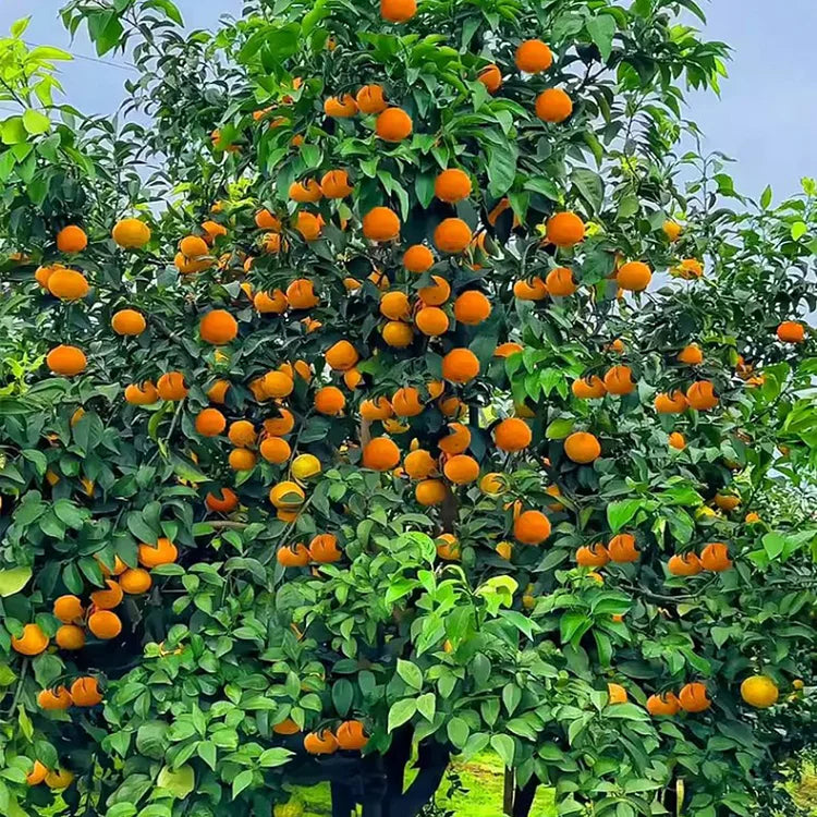 Imported Jelly Orange Seeds Pack Of 2