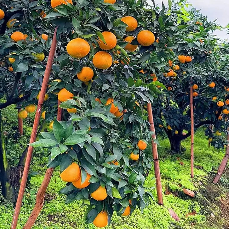 Imported Jelly Orange Seeds Pack Of 2