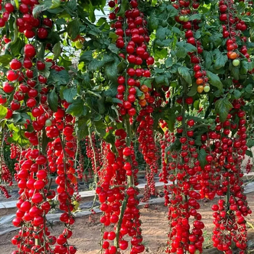 Waterfall Tomato Seeds pack of 2