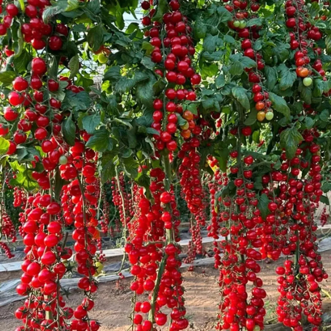 Waterfall Tomato Seeds pack of 2