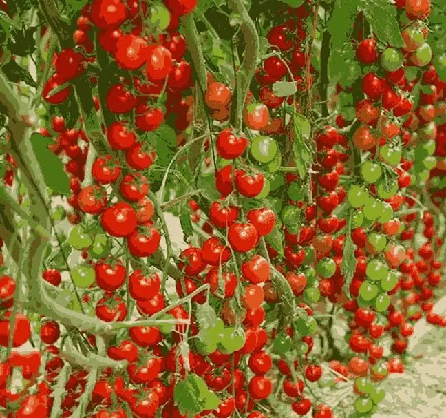Waterfall Tomato Seeds pack of 2
